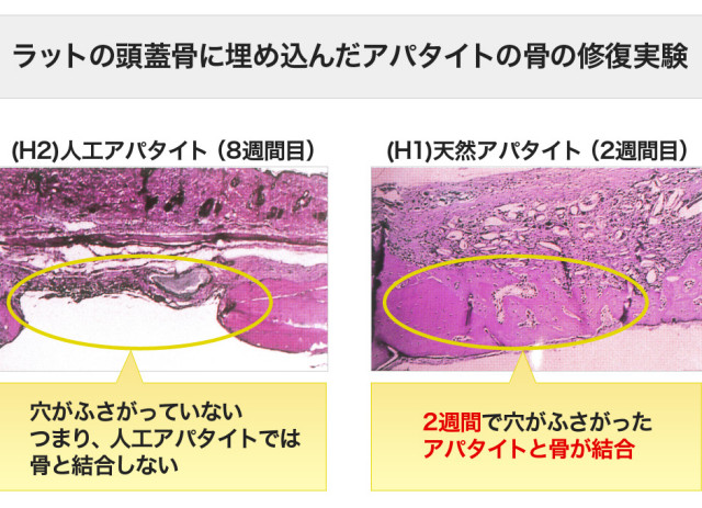 ○ウロコから抽出したアパタイトの特性 ルウ研究所オンライン
