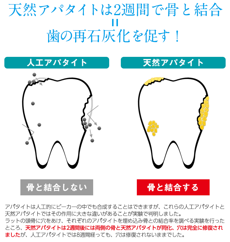 天然アパタイトは2週間で骨と結合 歯の再石灰化を促す!