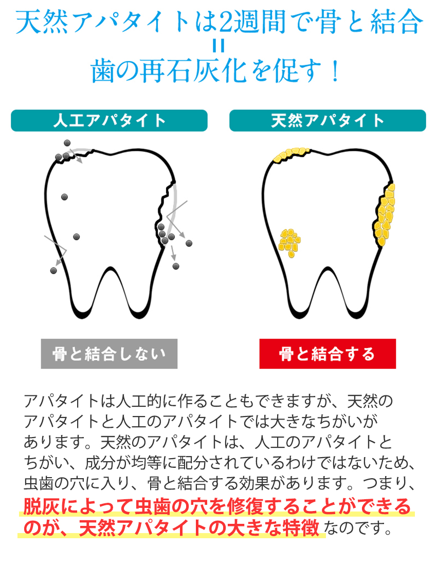 天然アパタイトは2週間で骨と結合＝歯の再石灰化を促す！