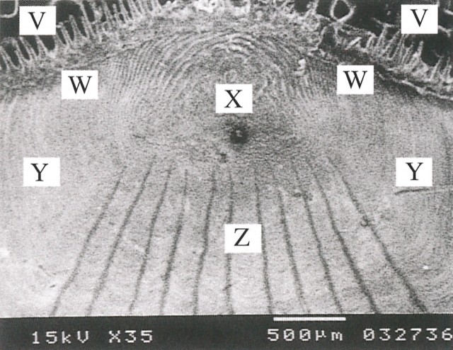 お魚のウロコを顕微鏡で見てみましょう ルウ研究所オンラインショップ